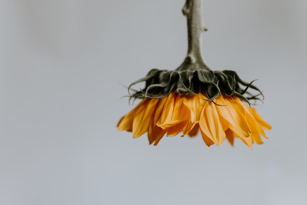 Photo Floral Floor Lamp